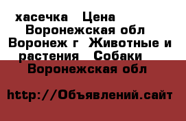 хасечка › Цена ­ 8 000 - Воронежская обл., Воронеж г. Животные и растения » Собаки   . Воронежская обл.